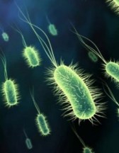 a-muciniphila-233x300