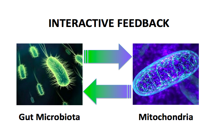 Microbiome Mitochondria Feedback